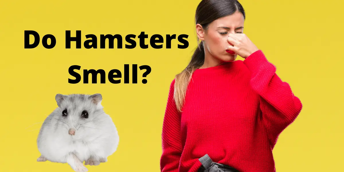 Do Hamsters Smell? (The truth about the smell)