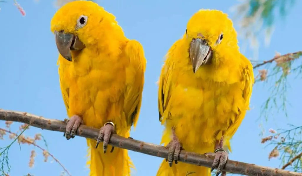 Golden Conure