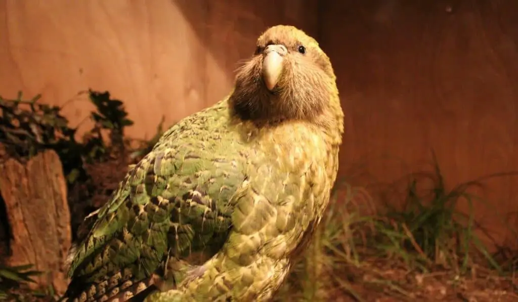  Kakapo