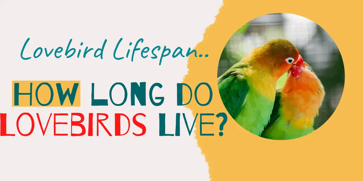 Lovebird Lifespan – How Long Do Lovebirds Live?