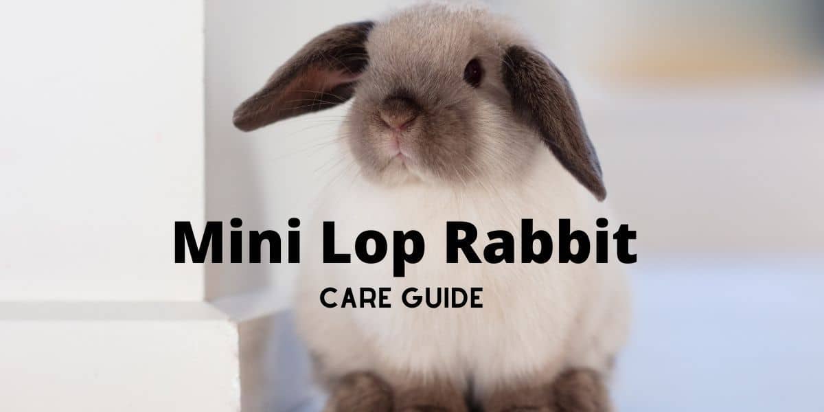 Mini Lop Rabbit: Diet | Size | Breeding | Housing | Care Guide
