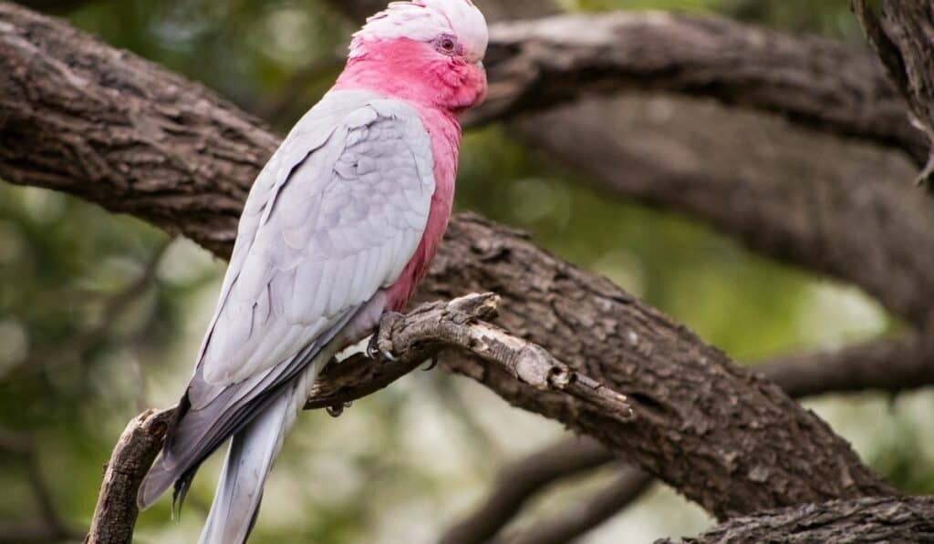 Rose-breasted Cockatoo