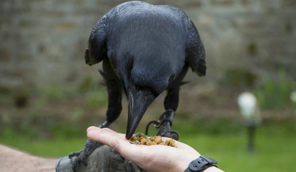 raven feeding