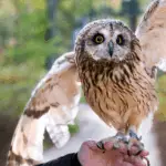pet owl