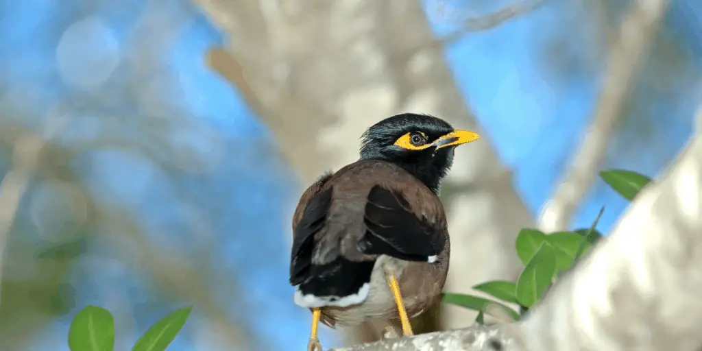 Mynah bird