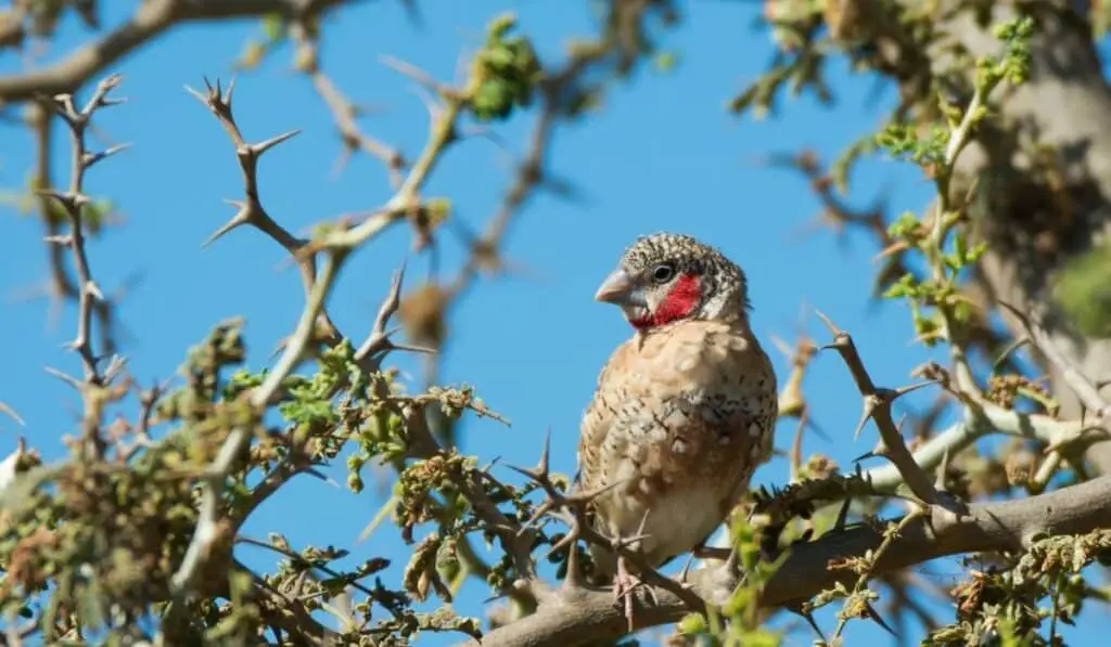 cut-throat finch