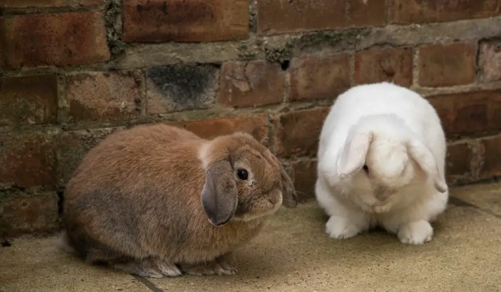 mini lop rabbit