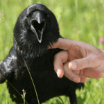 raven bird as a pet
