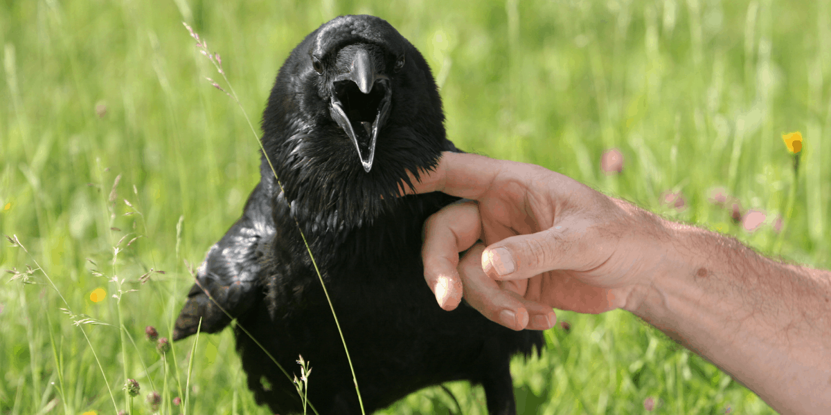 raven bird as a pet