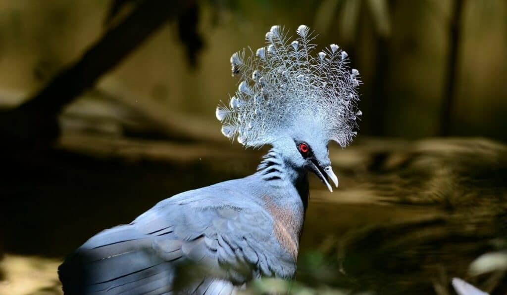 Victoria Crowned Pigeon