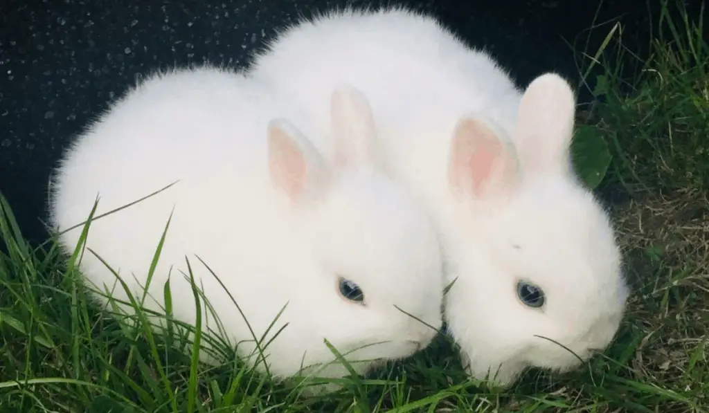 White Netherland Dwarf Rabbit