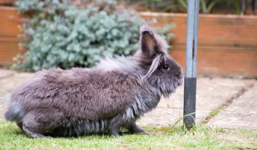 Black French Angora Rabbit