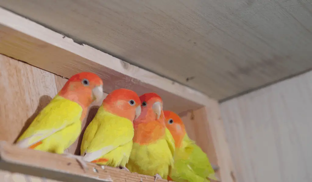 Red-headed Lovebird