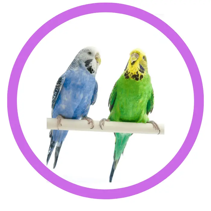 pet bird products