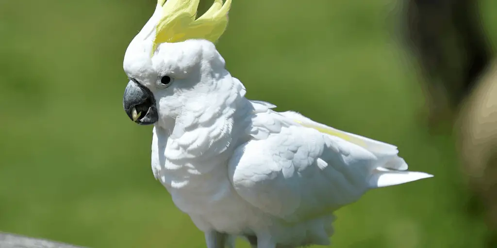 cockatoo