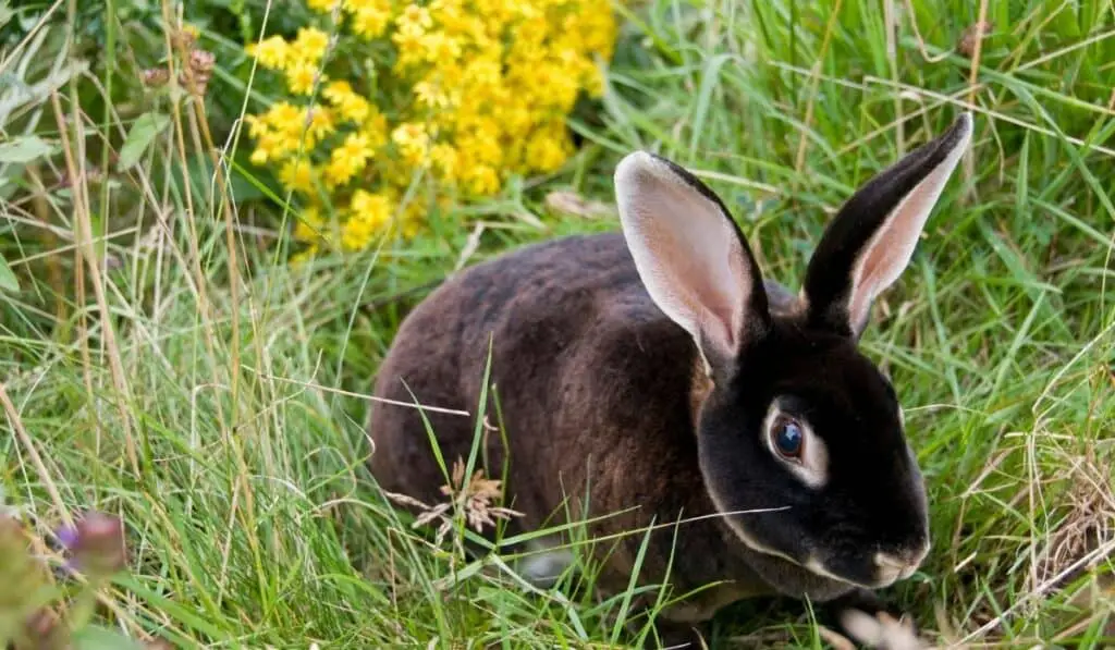 Black Rex Rabbit