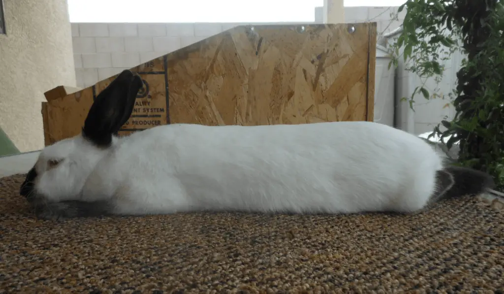 white Himalayan Rabbit