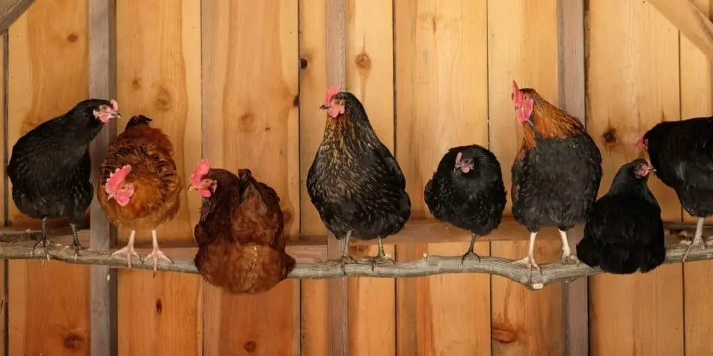 chickens roosting