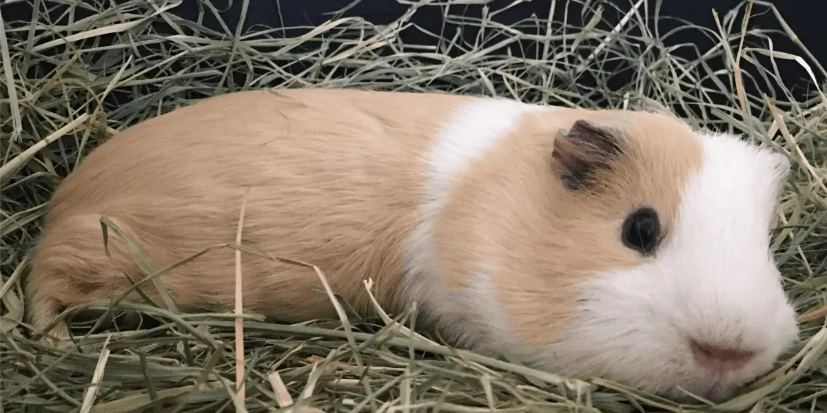 Do guinea pigs have a sleep schedule? Sleep Behaviors & Patterns
