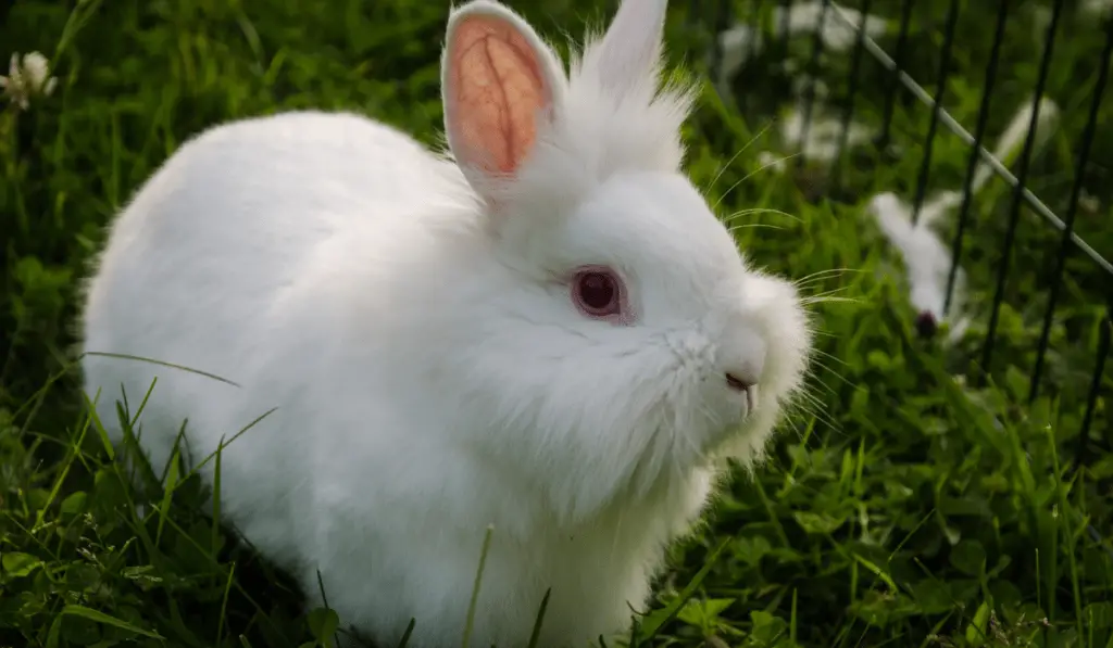 White Lionhead Rabbit