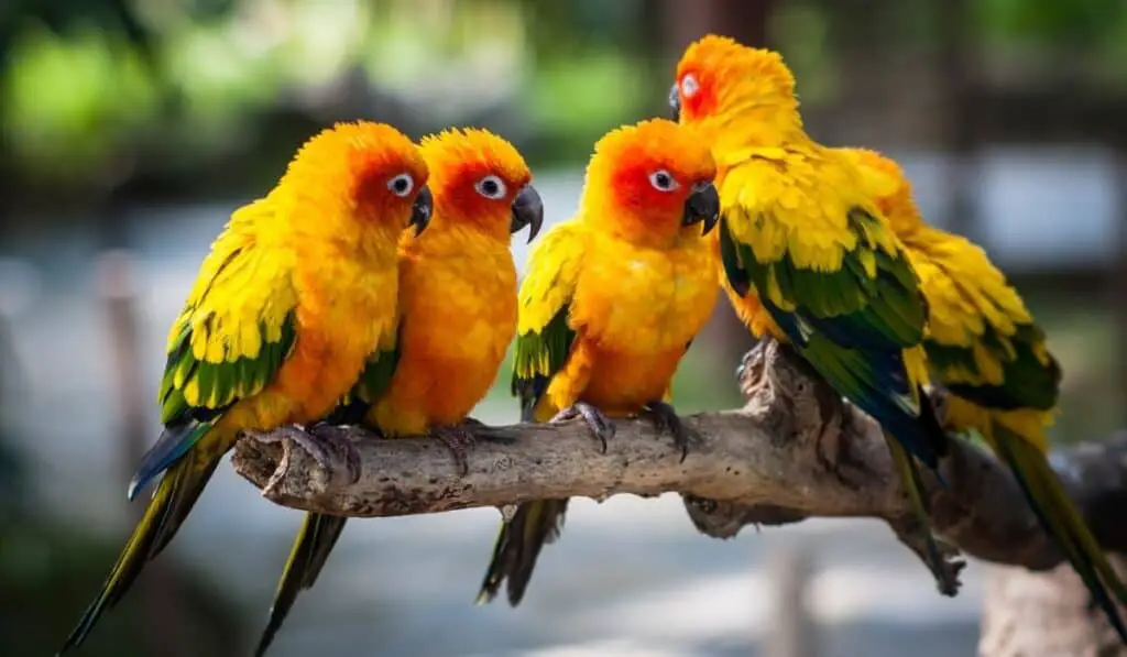conures parrots