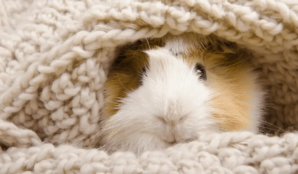 Guinea pig sleeping