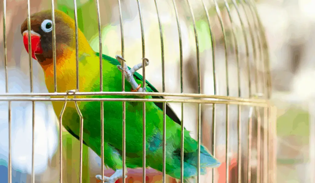 Black-collared Lovebird (Agapornis Swindernia)