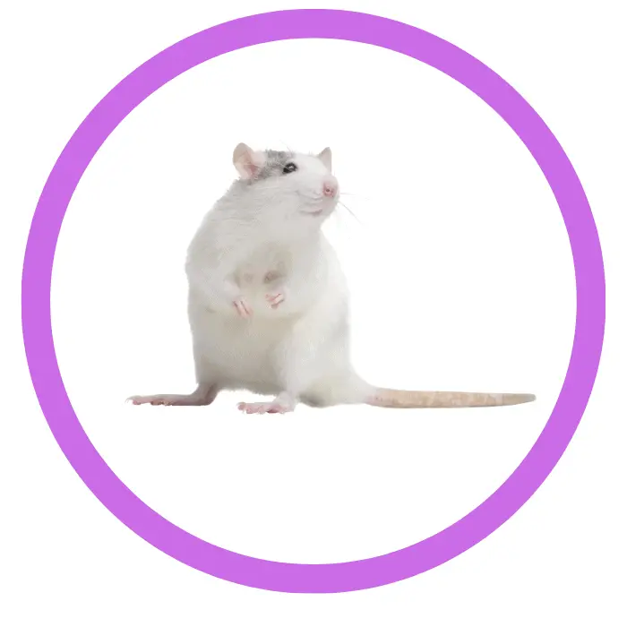 pet rat and mice products