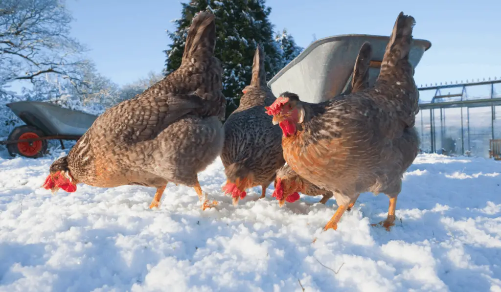 chickens in snow