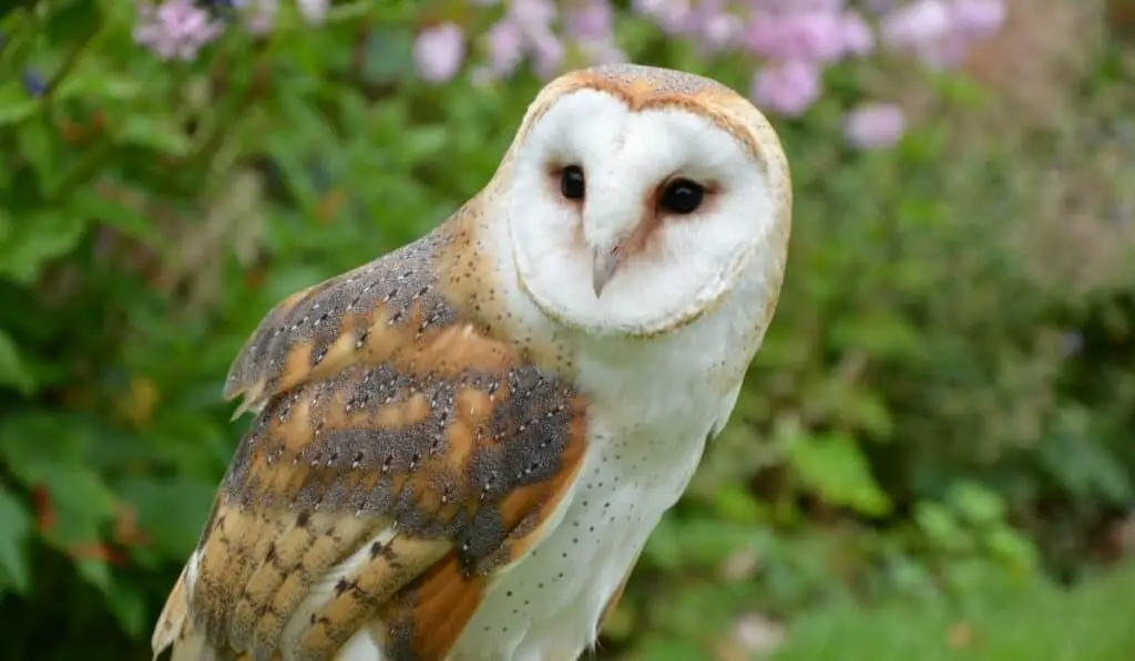 barn owl