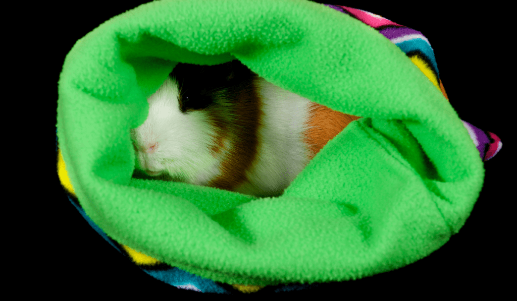 guinea pig sleeping