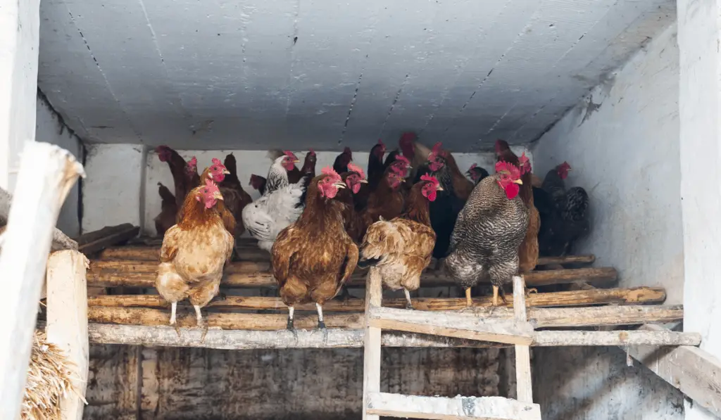 roosting hens