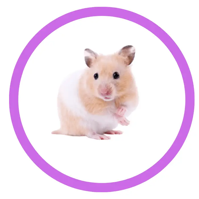 hamster products