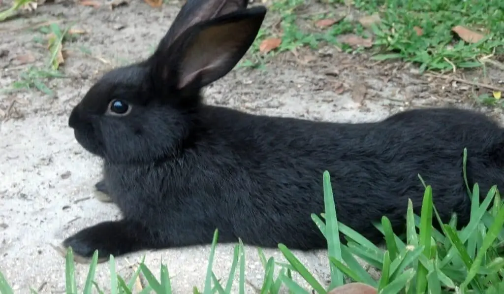 Black giant flemish Rabbit