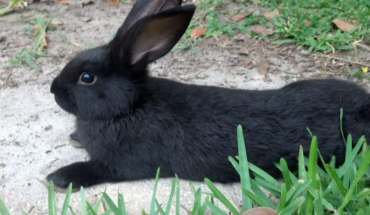 Black Rabbit Breeds | 11 Black Pet Rabbit Breeds | Hutch and Cage