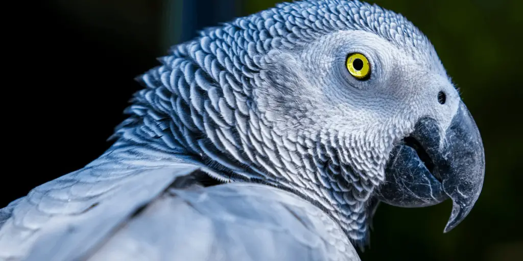 african grey