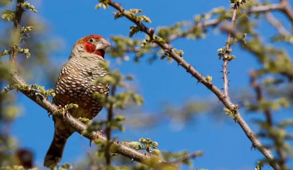 Plumb-headed finch