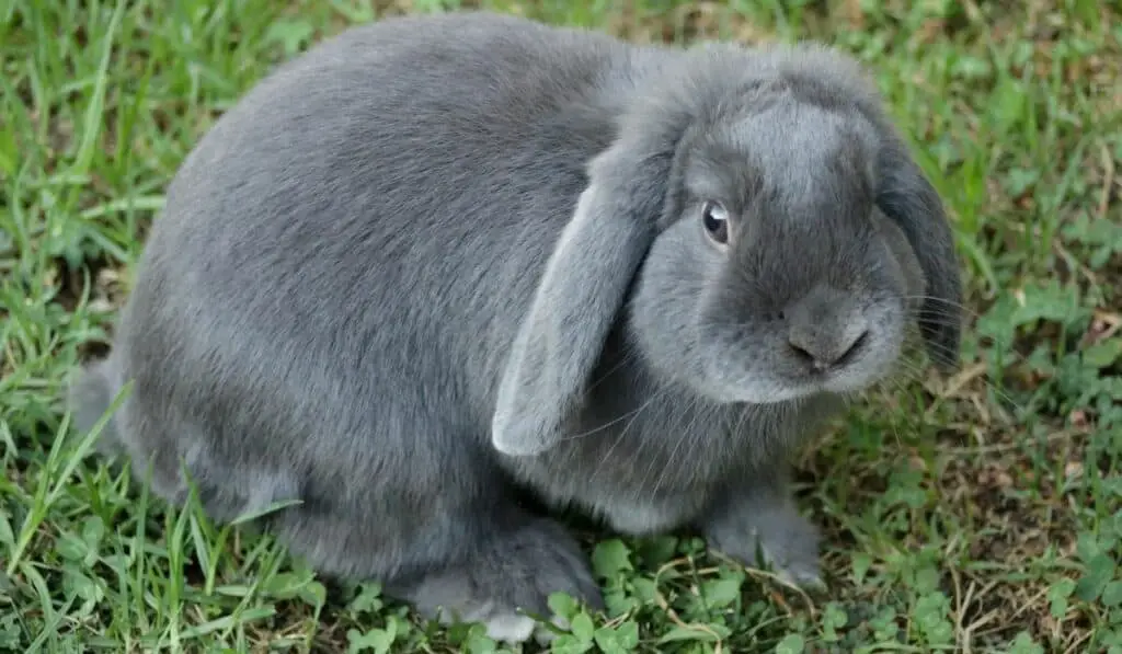 mini lop rabbit