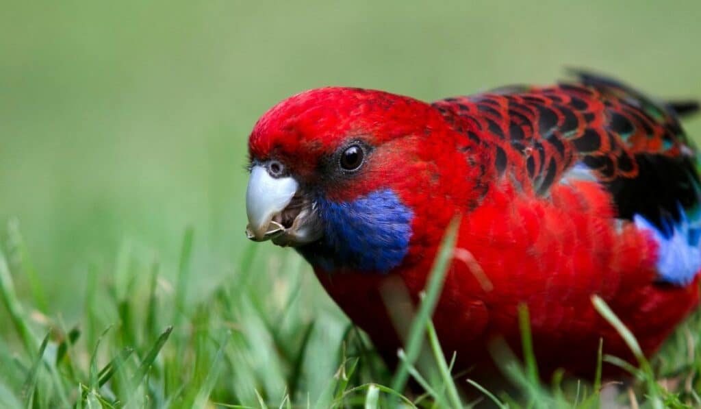 The Crimson Rosella