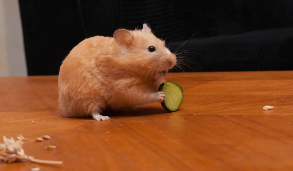 Hamster eating