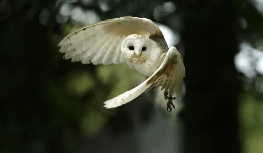 owl flying