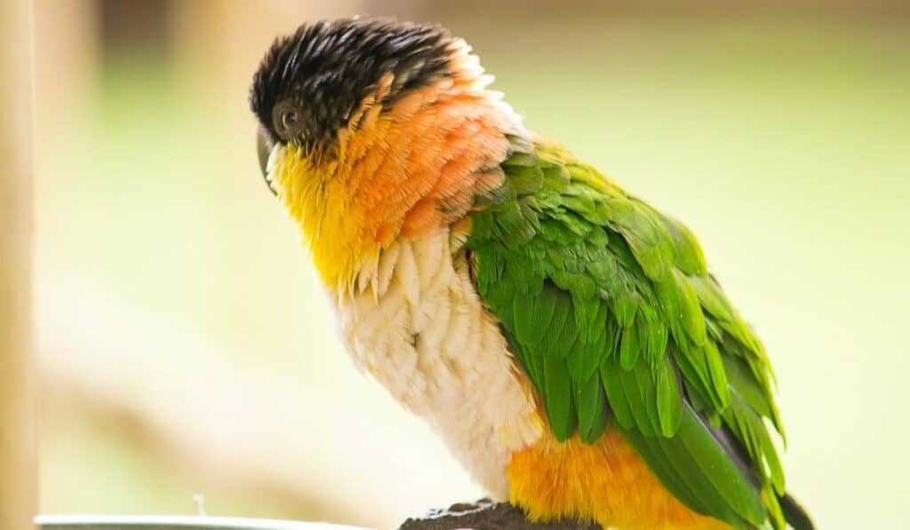 Caique