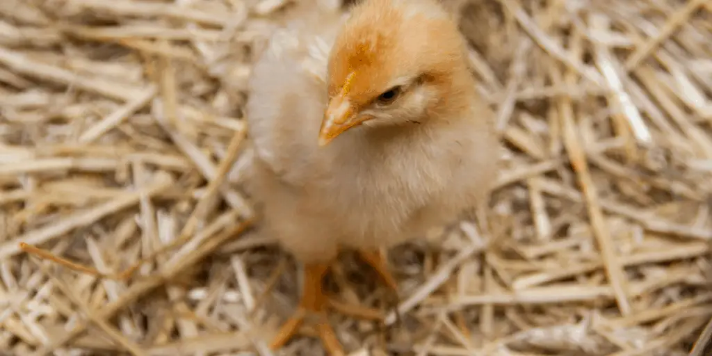 baby chick