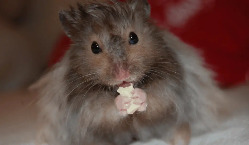 hamster eating