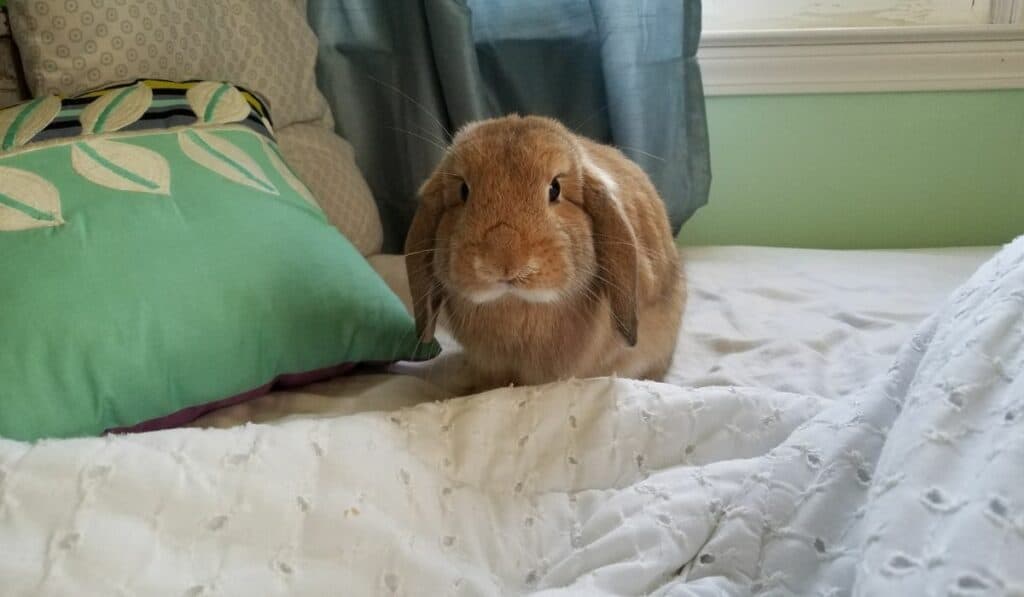 mini lop rabbit