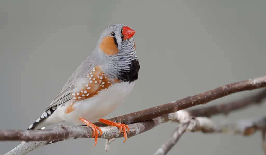 society finch with zebra finch