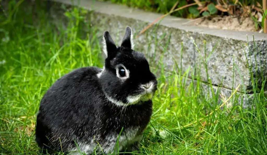 Black Netherland Dwarf Rabbit