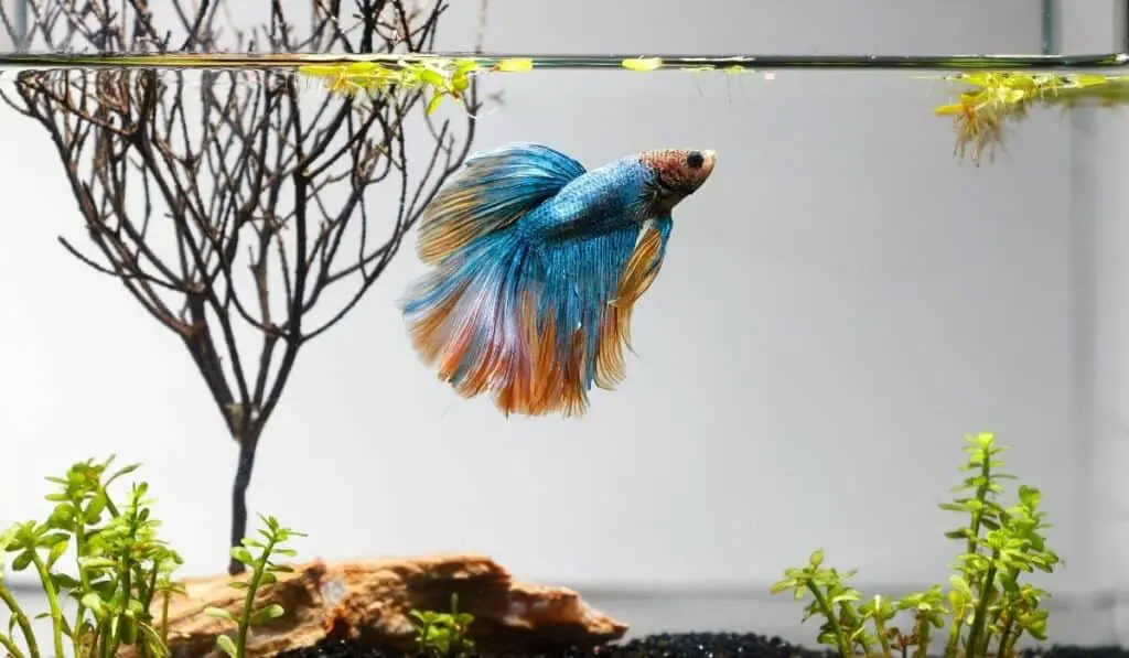 betta fish