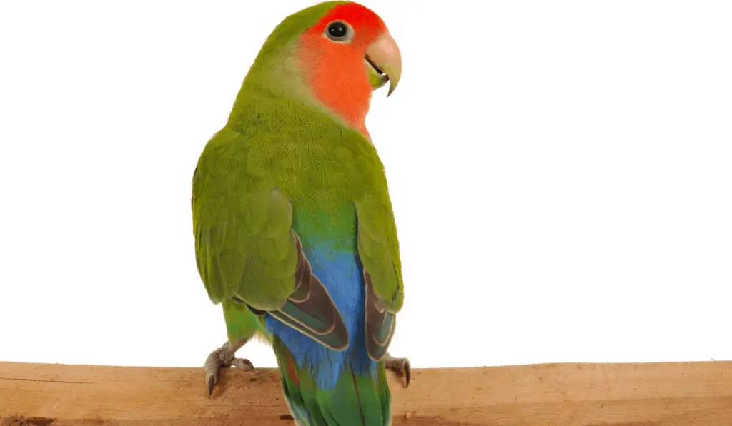 Peach-faced Lovebird