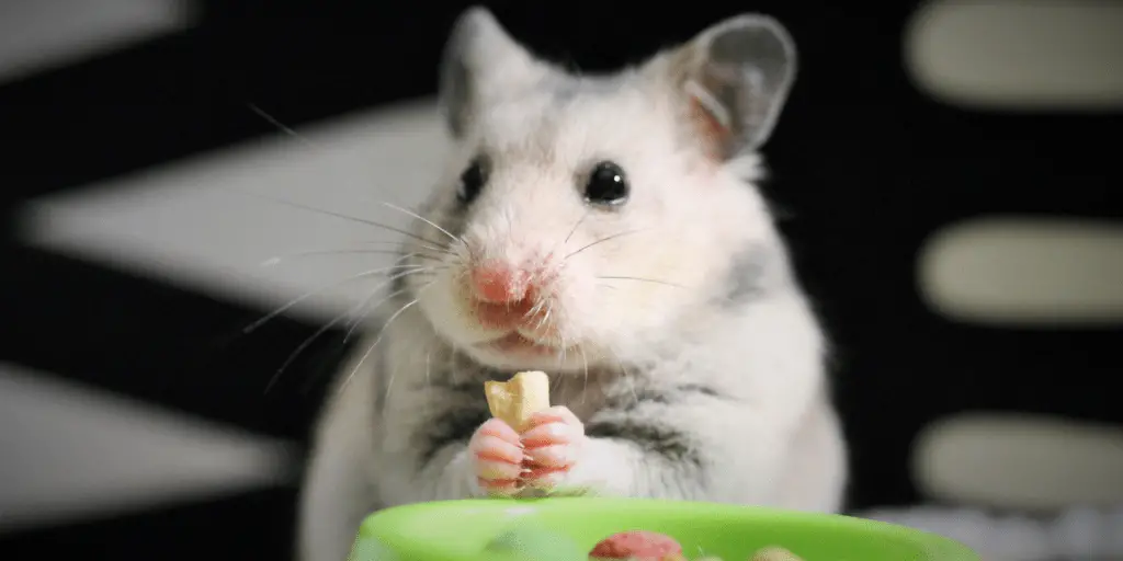 hamster eating